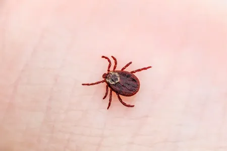 tick
