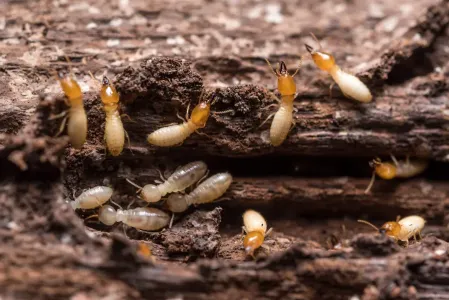 termites