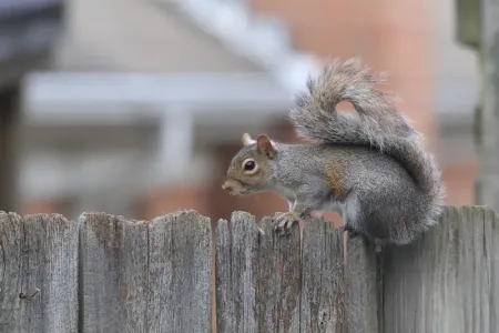 squirrel