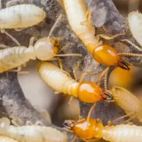 termites