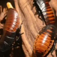 cockroaches