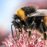 bumble bee