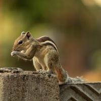 Chipmunk on a ledge