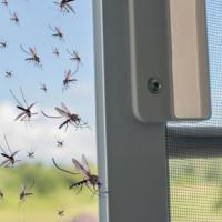 mosquitoes on screen