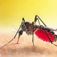 mosquito
