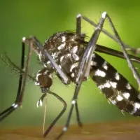 tiger mosquito