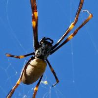 orb weaver spider