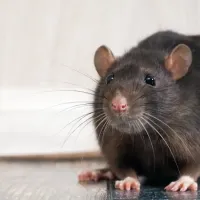 rodent