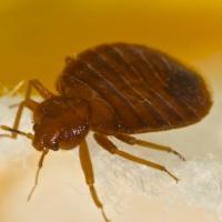 bed bug