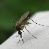 mosquito