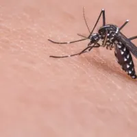 mosquito