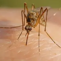 mosquito