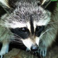 raccoon