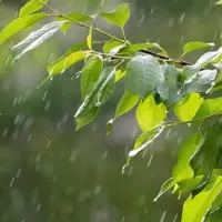 rain