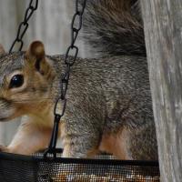 squirrel