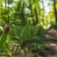 tick in the woods