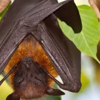 bat