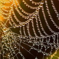 web