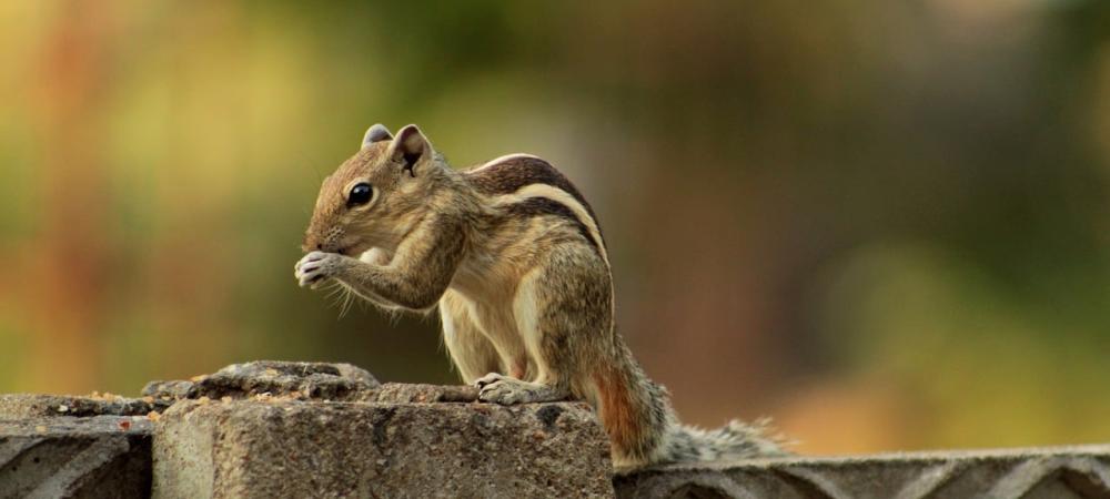 Chipmunk on a ledge