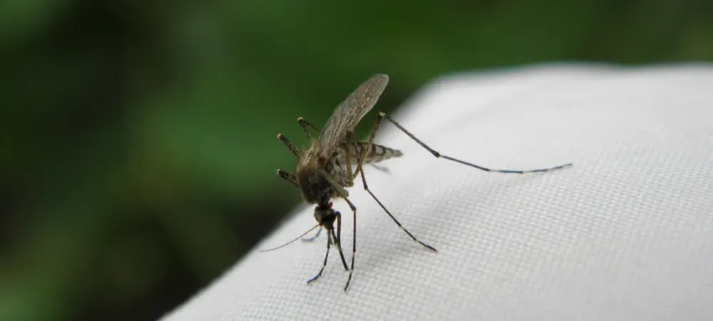 mosquito