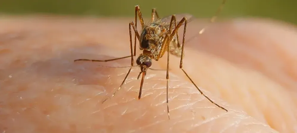 mosquito