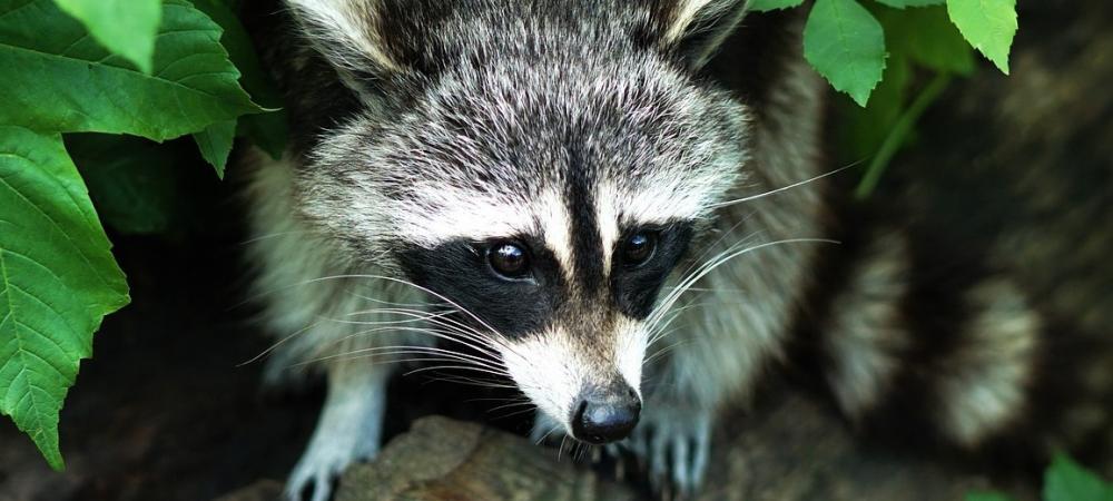 raccoon