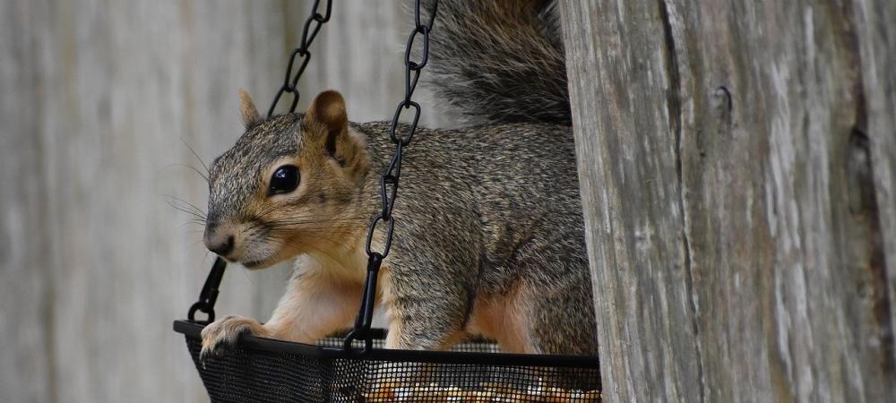 squirrel