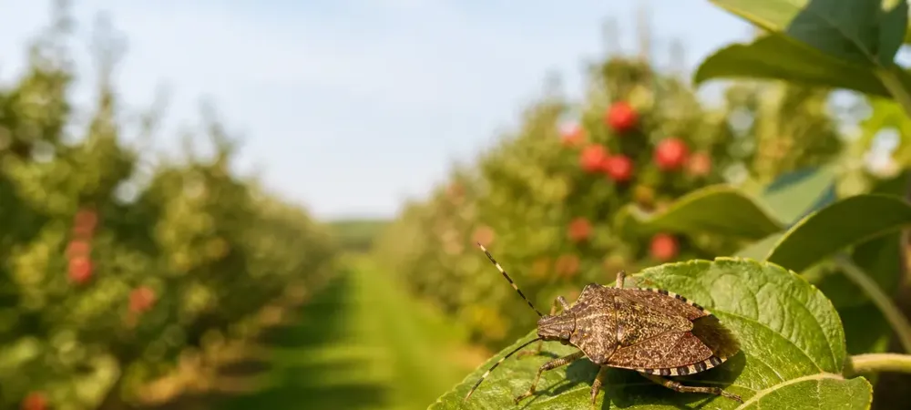stink bug in an orchard