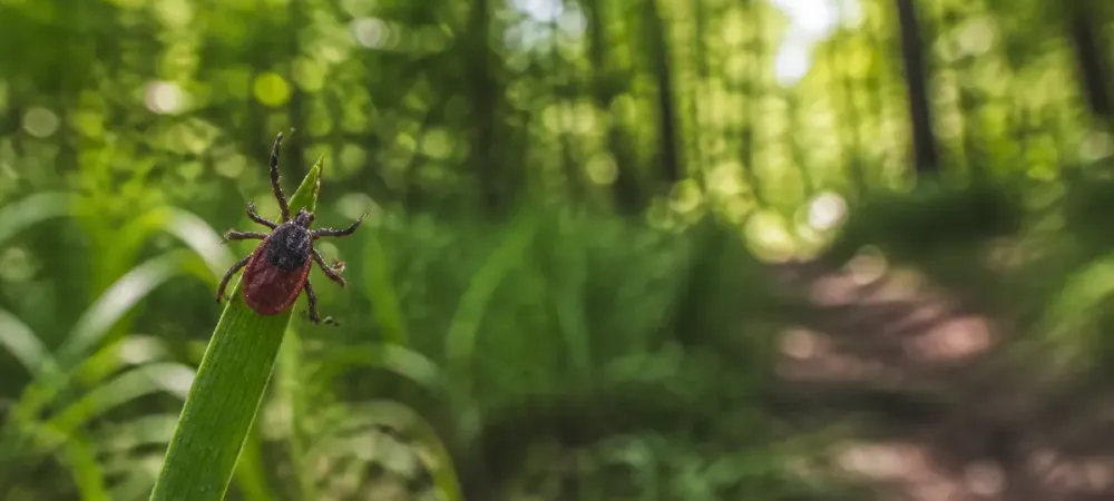 tick in the woods