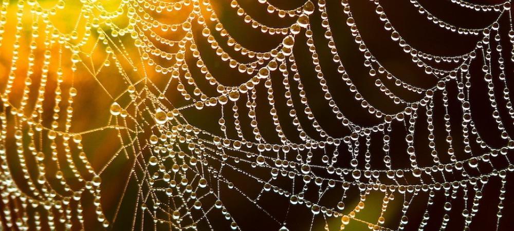 web