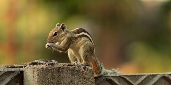 Chipmunk on a ledge