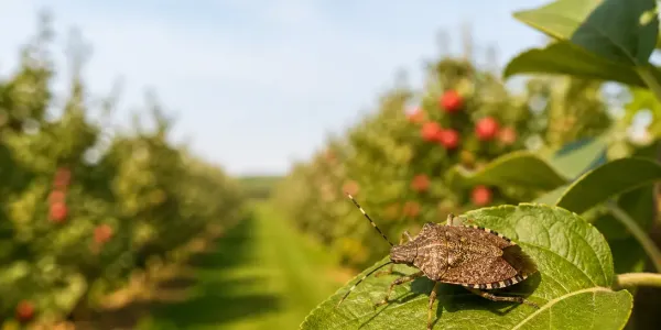 stink bug in an orchard