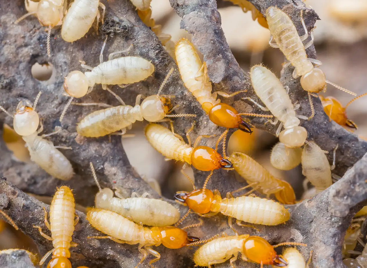 Can termites survive cold weather