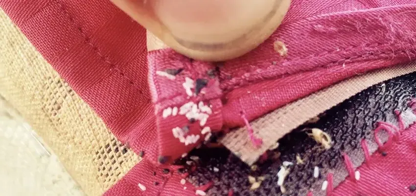 Bed Bug Eggs on Pink Fabric