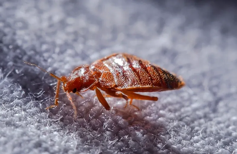 Bed Bug Heat Treatment Los Angeles Topclasspestexterminator