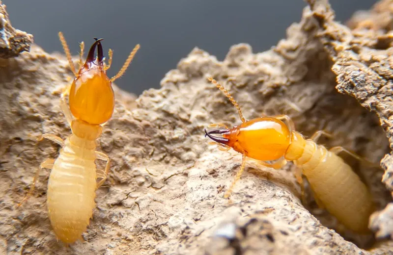 Termites on wood