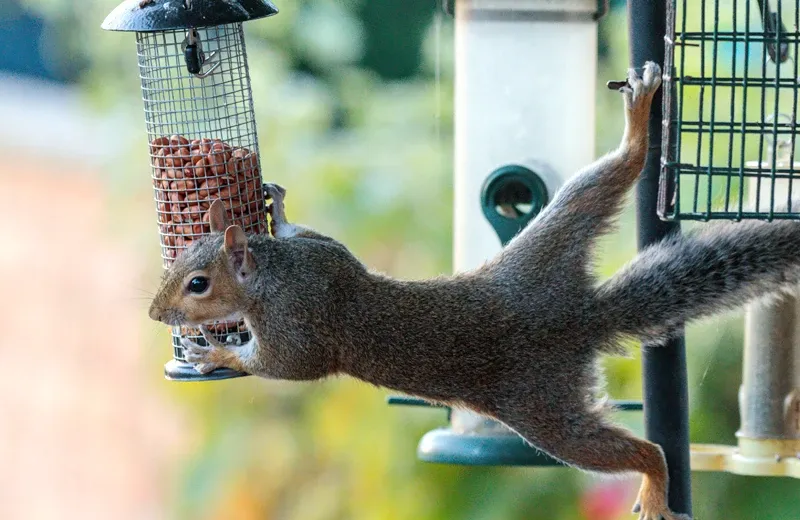 Squirrel hanging from bird feeder