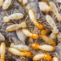termites