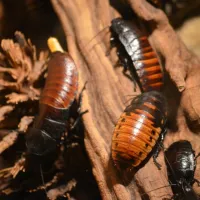 Cockroaches in West Virginia 