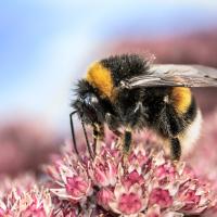 bumble bee on a pink flower