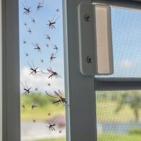 mosquitoes outside a window