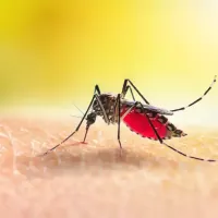 Mosquito on skin