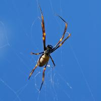 Golden Silk Orb Weaver Spider on a web