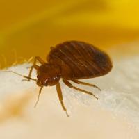 Bed Bug