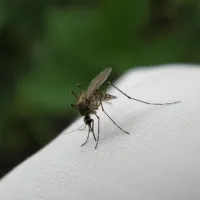mosquito on a shirt