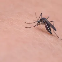 mosquito landing on an arm