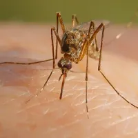 mosquito landing on person's arm