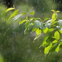 rain on a leaf