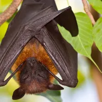 Bat in West Virginia 