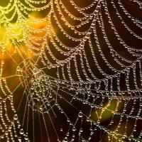 Spider web